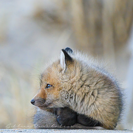 Fox Kit