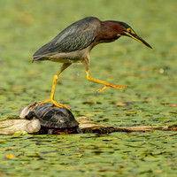 Green Heron