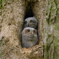 Screech Owlets