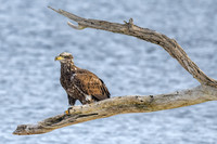 Young Bald Eagle