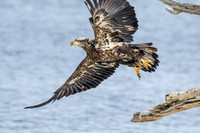 Young Bald Eagle