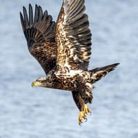 Young Bald Eagle