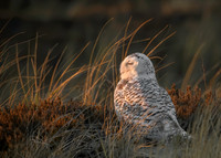 Snowy Owl