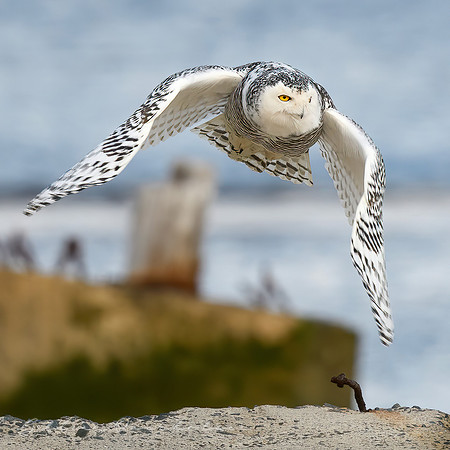Snowy Owl