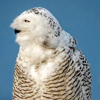 Snowy Owl