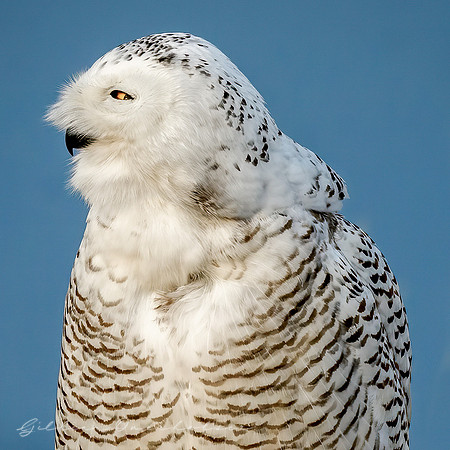 Snowy Owl
