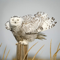 Snowy Owl