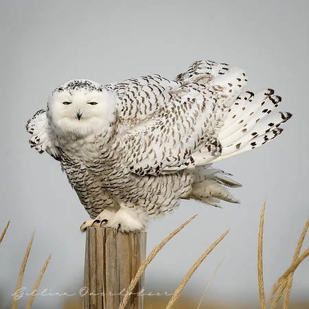Snowy Owl