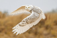 Snowy Owl