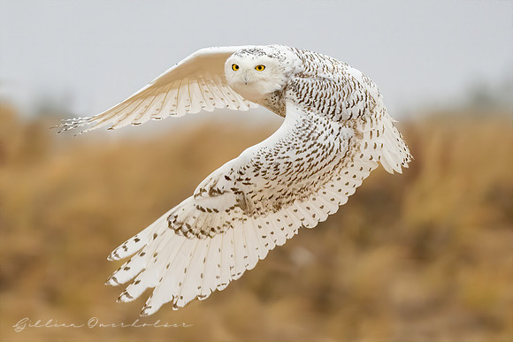 Snowy Owl