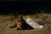 Snowy Owl