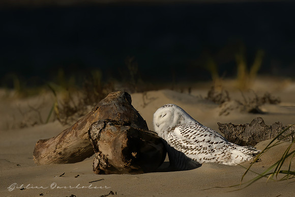 Snowy Owl