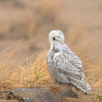 Snowy Owl