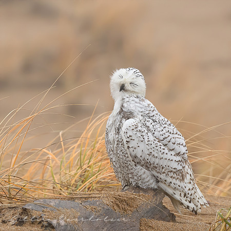 Snowy Owl
