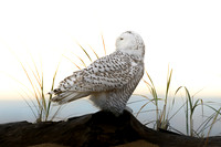 Snowy Owl