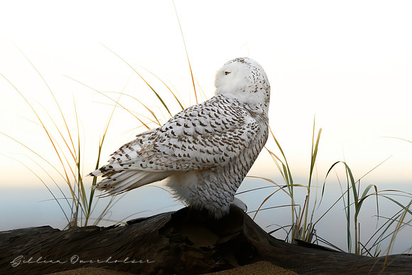 Snowy Owl