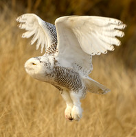 Snowy Owl