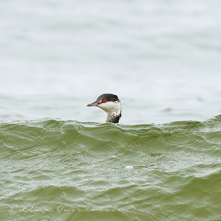 Grebe