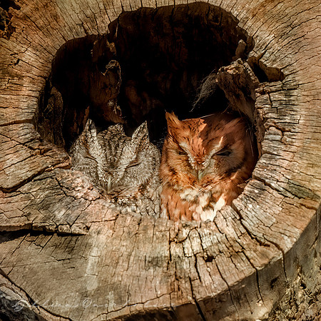 Screech Owl Pair