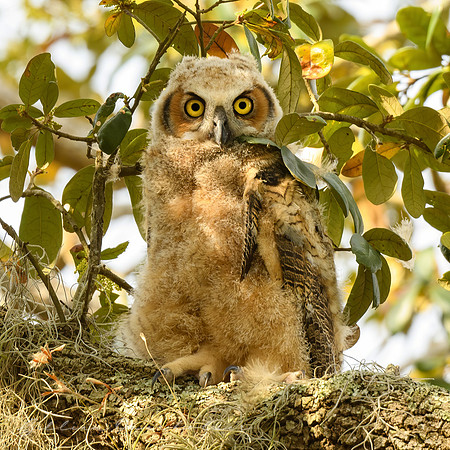 Great Horned Owlet