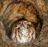 Screech Owl SRO