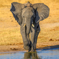 Young Elephant