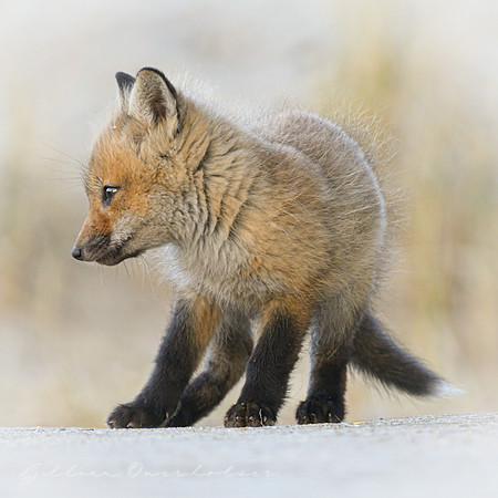 Fox Kit