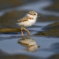 Pipiing PLover