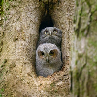 Screech Owlets