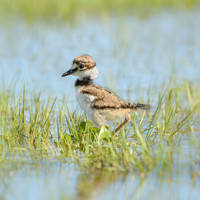 Kildeer