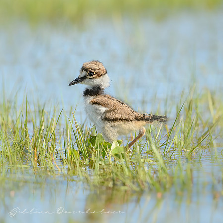 Kildeer