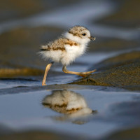 Pipiing PLover
