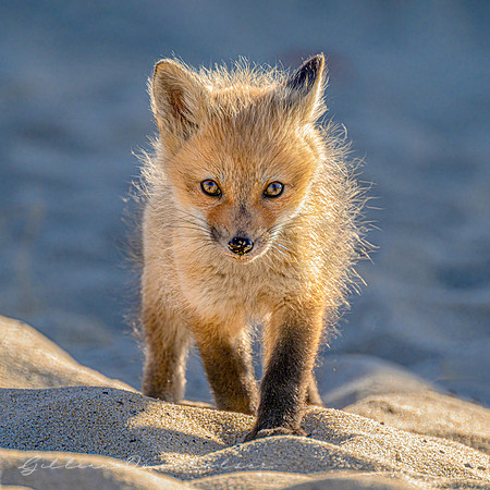 Red Fox Kit