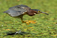 Green Heron