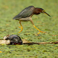 Green Heron
