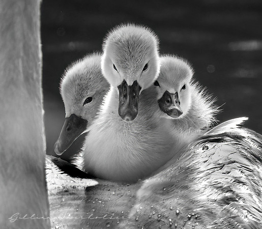 Cygnets