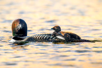Loon Parent  and chick