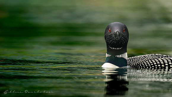 Loon Parent