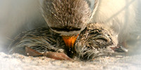Mother and Child