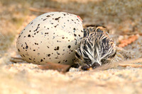 Piping Plover
