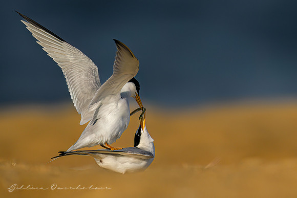 Least Tern