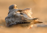 Piping Plover Mother and Chick