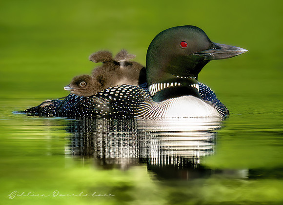 Loon Parent and Chick