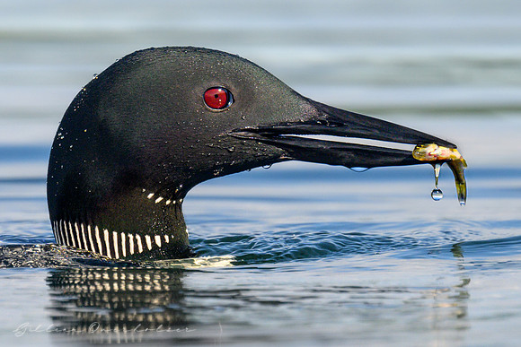 Loon Parent