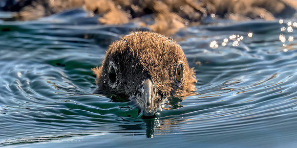 Loon chick