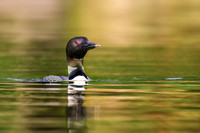 Loon Parent