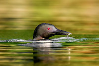Loon Parent