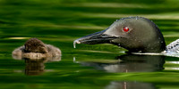 Loon Parent