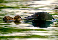 Loon Parent  and chick