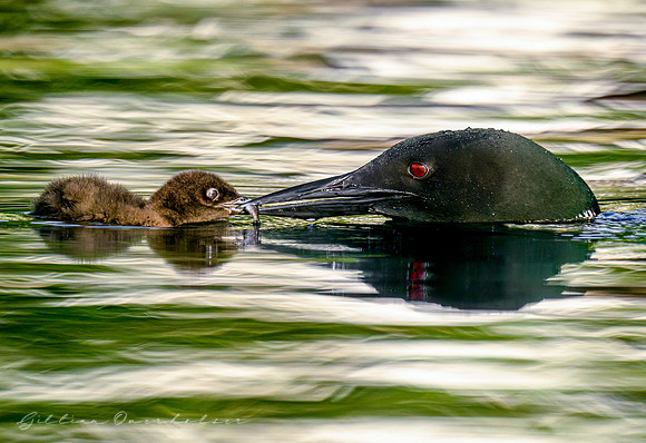 Loon Parent  and chick